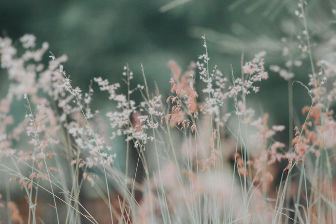 My guide to plants and herbs, 1